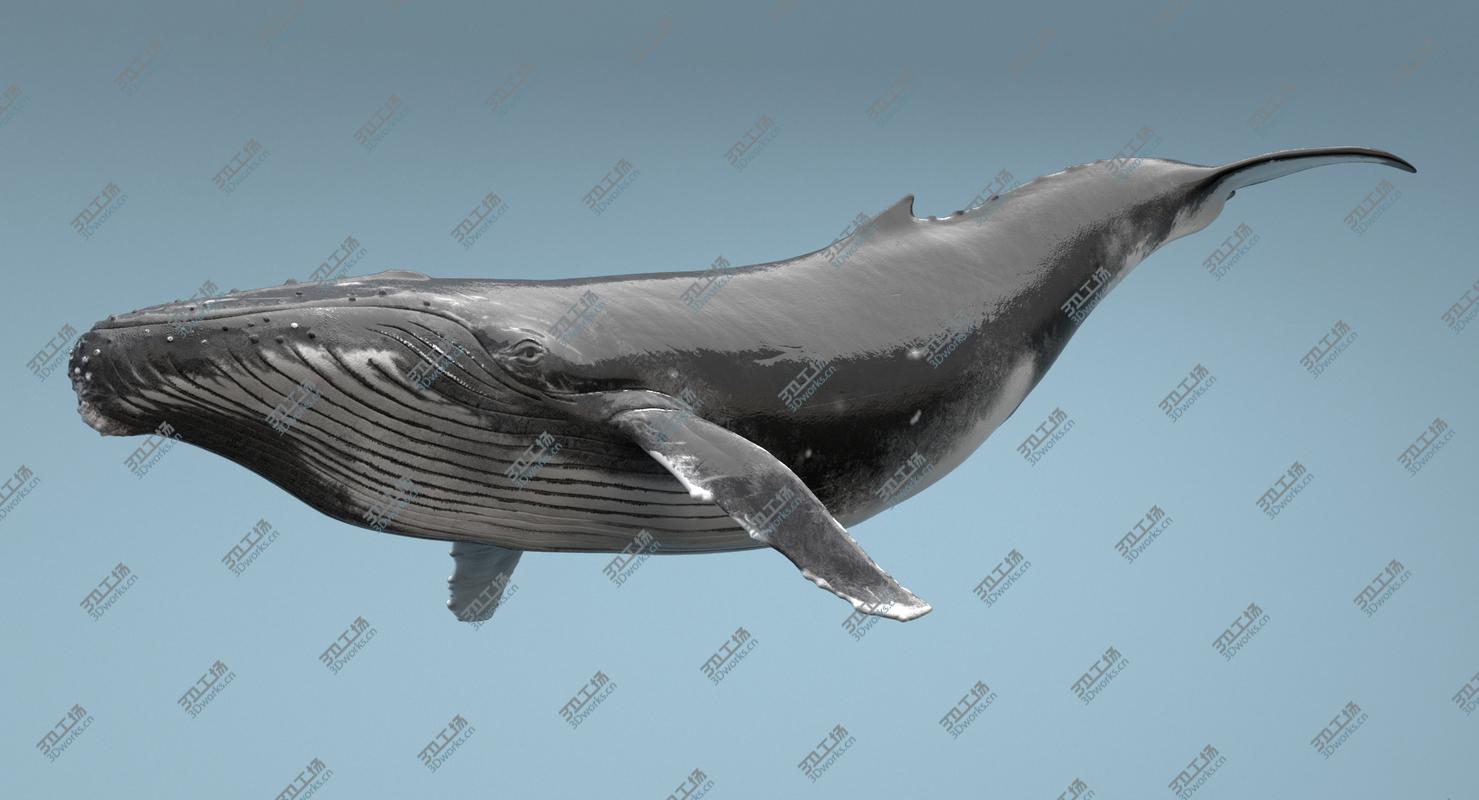 images/goods_img/20210113/Humpback Whale Rigged/3.jpg